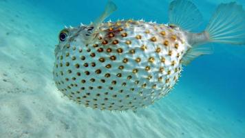 poisson hérisson. cyclicht à taches jaunes - pousse jusqu'à 34 cm, se nourrit de crustacés et de mollusques. en cas de danger, il prend la forme d'une boule, hérissée d'épines.