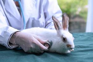 un vétérinaire traite un lapin dans un hôpital pour animaux. photo