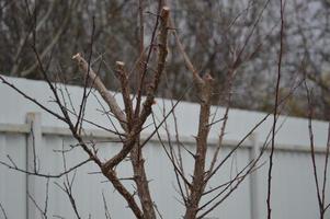 bourgeons fleuris et fleurs d'arbres au printemps dans le jardin photo