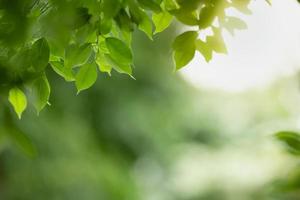 gros plan de la vue sur la nature feuille verte sur fond de verdure floue sous la lumière du soleil avec bokeh et espace de copie en utilisant comme arrière-plan paysage de plantes naturelles, concept de papier peint écologique. photo