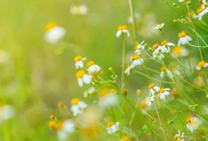 gros plan d'une belle mini fleur blanche avec du pollen jaune sous la lumière du soleil avec espace de copie en utilisant comme arrière-plan paysage de plantes naturelles vertes, concept de page de fond d'écran écologique. photo