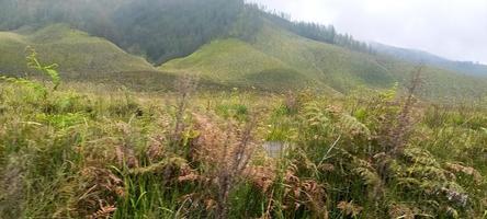 diverses variantes de fleurs et d'herbes réparties dans les prairies des montagnes de bromo tengger, en indonésie photo