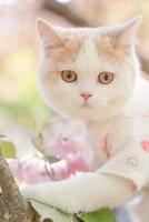 un chat blanc mignon photo