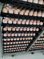 les quelques œufs sur le plateau, les œufs à couver dans l'écloserie de la ferme industrielle. photo