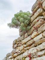 arbuste sur un grand mur de pierre photo