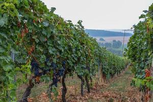 vignoble au printemps photo