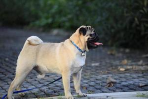 Chiot carlin espiègle debout dans le parc photo