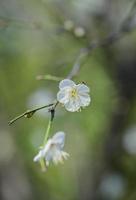 fleur de prune blanche photo