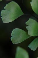 Gros plan de fougère aux cheveux de maidenhair photo