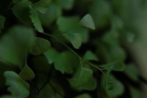 Gros plan de fougère aux cheveux de maidenhair photo