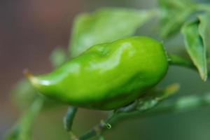 jeune piment vert photo