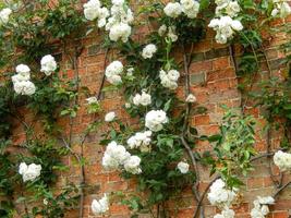 fleurs roses blanches poussant sur un mur dans le jardin par une journée sombre photo