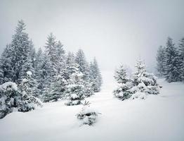 arbres d'hiver photo