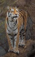 tigre de Sibérie au zoo photo