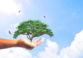 le concept de sauver le monde, de protéger l'environnement. arbre à la main pour le changement photo