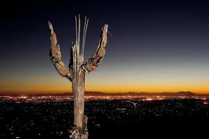 saguaro bones et tucson city lights