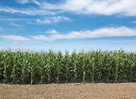 agriculture, champ de maïs photo