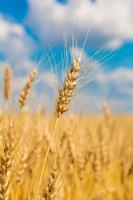 champ de blé, récolte fraîche de blé photo