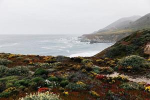 fleurs des dunes et vue sur l'océan photo