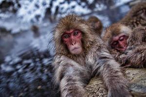 singe des neiges japonais dans les sources chaudes. photo