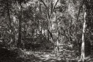 jungle tropicale plantes arbres sentiers pédestres ruines mayas muyil mexique. photo