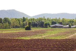 logement de plantation de manioc photo