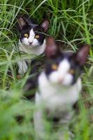 deux chats dans l'herbe. photo