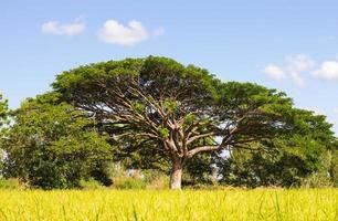 grosses branches d'arbres photo