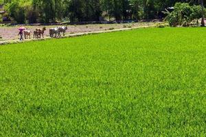 rizières vertes, éleveurs de bétail photo