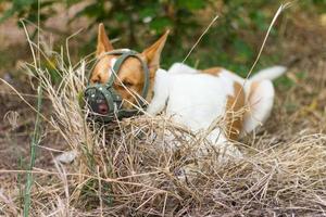 chien museler la bouche sur le foin photo