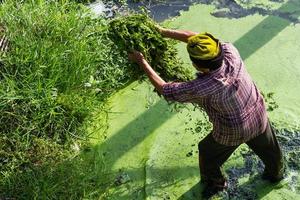 homme avec frai de mauvaises herbes photo