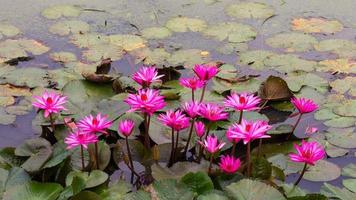 groupe de lotus dans l'eau.
