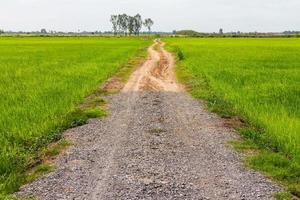 route de gravier en pierre avec du riz. photo