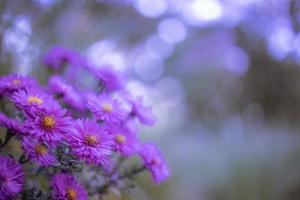 belles fleurs violettes dans le jardin de printemps sur fond de prairie floue. fleurs violettes de chrysanthème épanouies, feuillage frais. conception d'art de fleurs d'automne. fond de nature de rêve photo