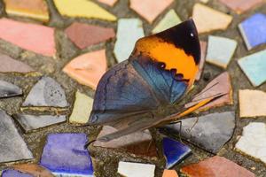 papillon en nuture. cette photo fait une sensation rafraîchissante.