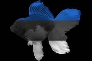 drapeau de l'estonie sur le poisson rouge photo