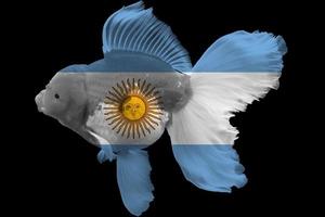 drapeau de l'argentine sur le poisson rouge photo