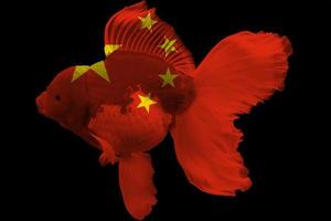 drapeau de la chine sur le poisson rouge photo
