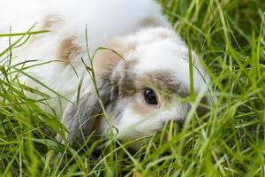 les lapins sont de petits mammifères. lapin est un nom familier pour un lapin. photo