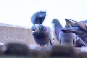 le pigeon sur les tuiles du toit dans la nature photo