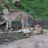 un gros plan d'un guépard à l'affût photo