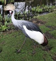 un gros plan d'une grue couronnée photo