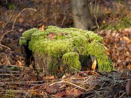 Souche d'arbre recouverte de mousse au soleil d'hiver en forêt photo