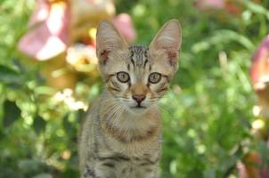 chat gris dessiné unique photo