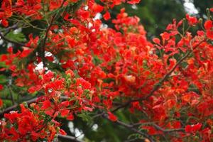 les fleurs rouges du flamboyant ou du poinciana royal sont sur des pinceaux, en thaïlande. photo