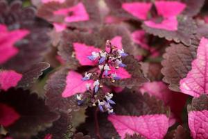 branche de fleur et de feuilles d'ortie peintes, fond de coleus et de fleurs. photo