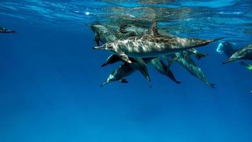 dauphins. dauphin à long bec. stenella longirostris est un petit dauphin qui vit dans les eaux côtières tropicales du monde entier. photo