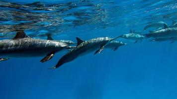 dauphins. dauphin à long bec. stenella longirostris est un petit dauphin qui vit dans les eaux côtières tropicales du monde entier. photo
