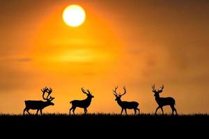 silhouettes de cerfs dans une belle prairie lumineuse. concept de la faune dans la nature photo