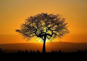 arbres dans la nature avec de beaux couchers de soleil. concept de coucher de soleil photo
